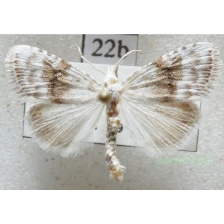 Meganola albula (Denis & Schiffermüller, 1775) Slovakia22b